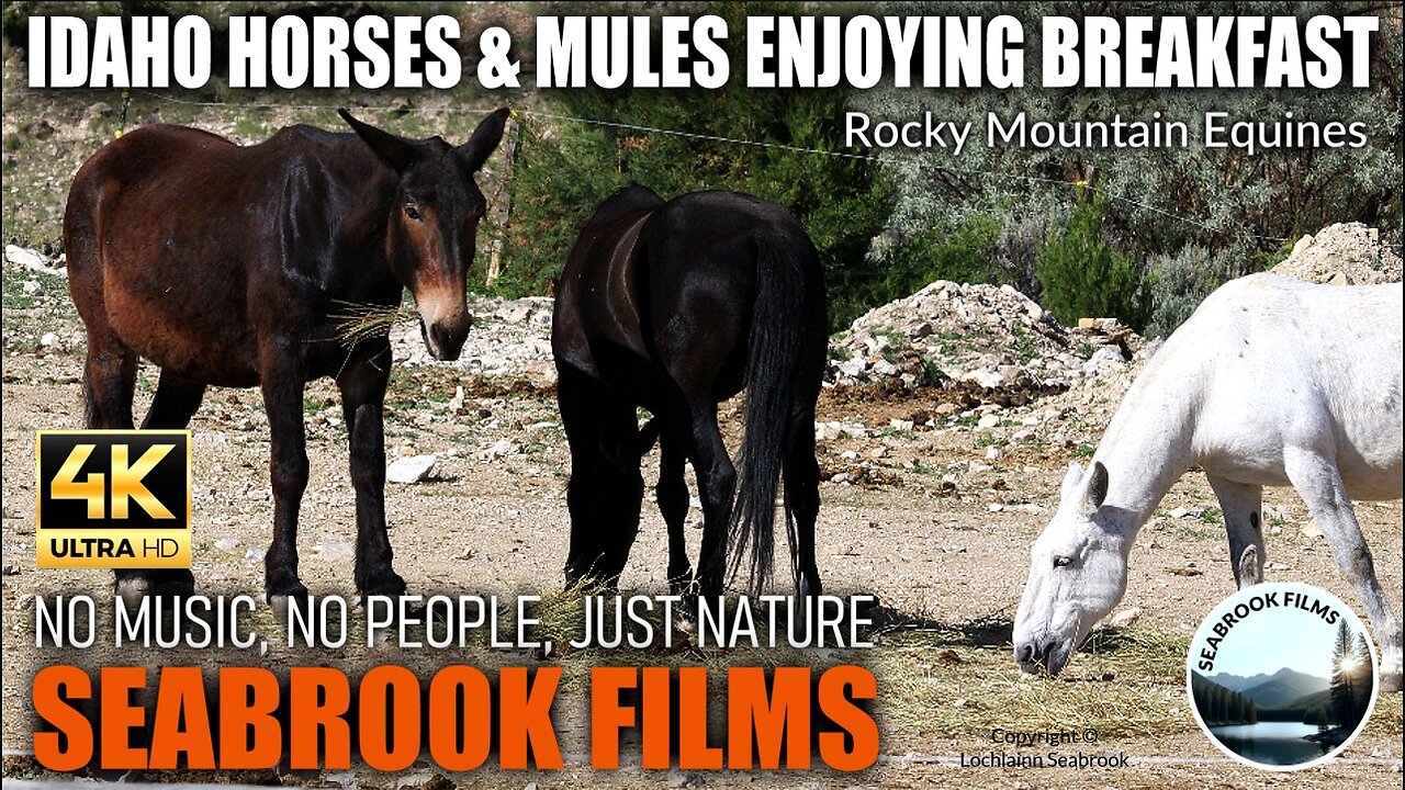 Idaho Horses and Mules Enjoying Breakfast: Rocky Mountain Equines