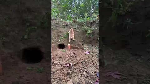 Naughty and cute little rabbit, cute pet rabbit, cute little pastoral pet