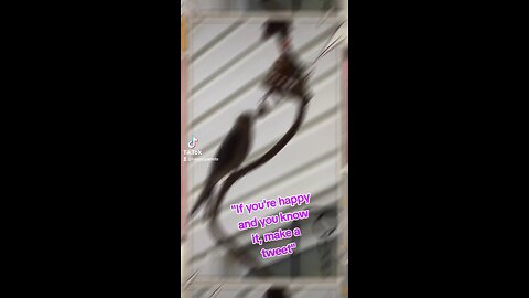 Singing Cockatiel