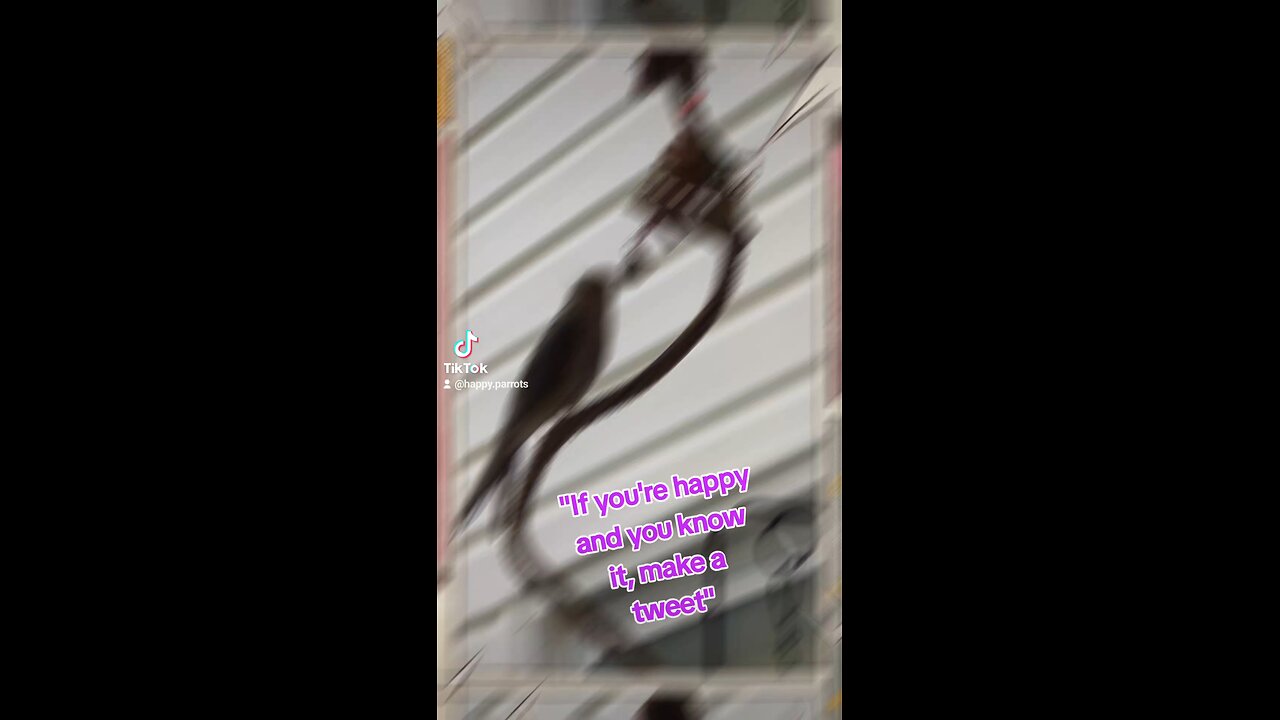Singing Cockatiel