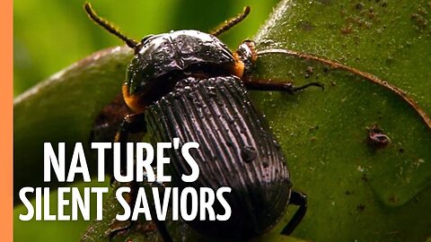 Green Revolution: How Plants Saved the Planet | Full Documentary