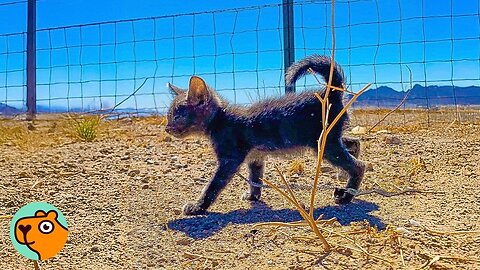 Guy Finds Tiny Kitten In a Desert. Now She's His Daughter | Cuddle Buddies