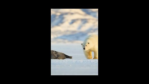 World animal
