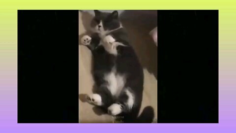 cute animals