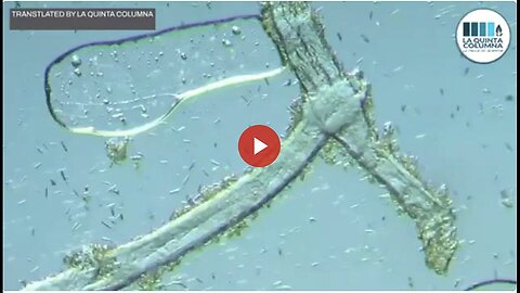 "La Quinta Columna Discovers Additional Graphene and Unusual Structures in COV-ID Vaccines"