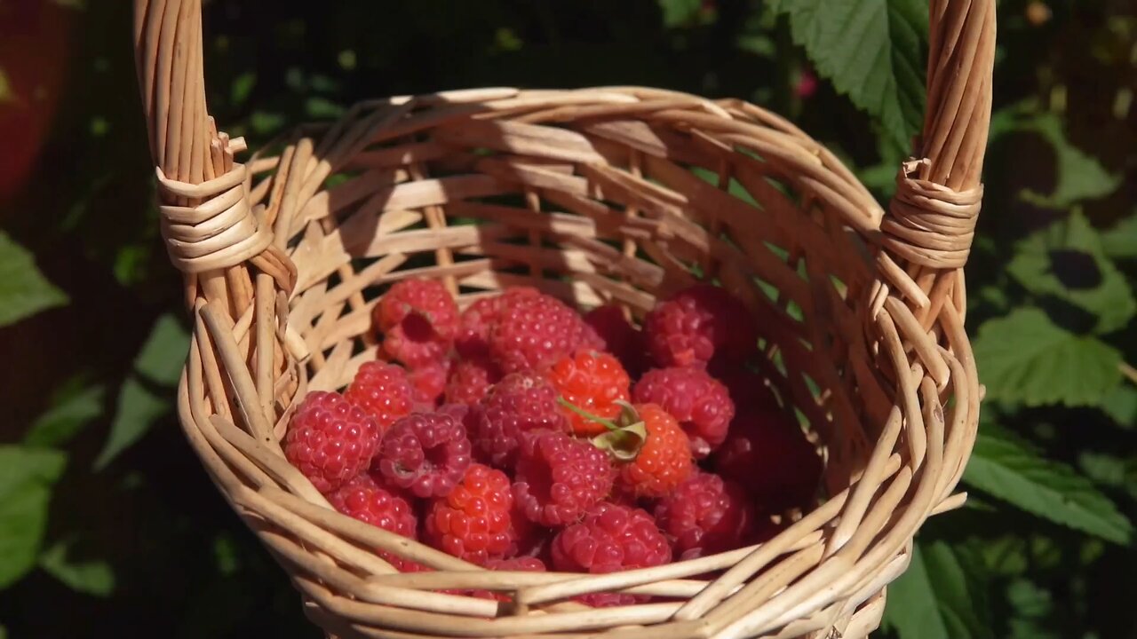 The Secret Healer - Raspberry