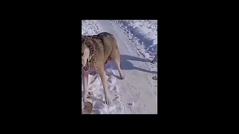 why did they raw like lion🥺🥺