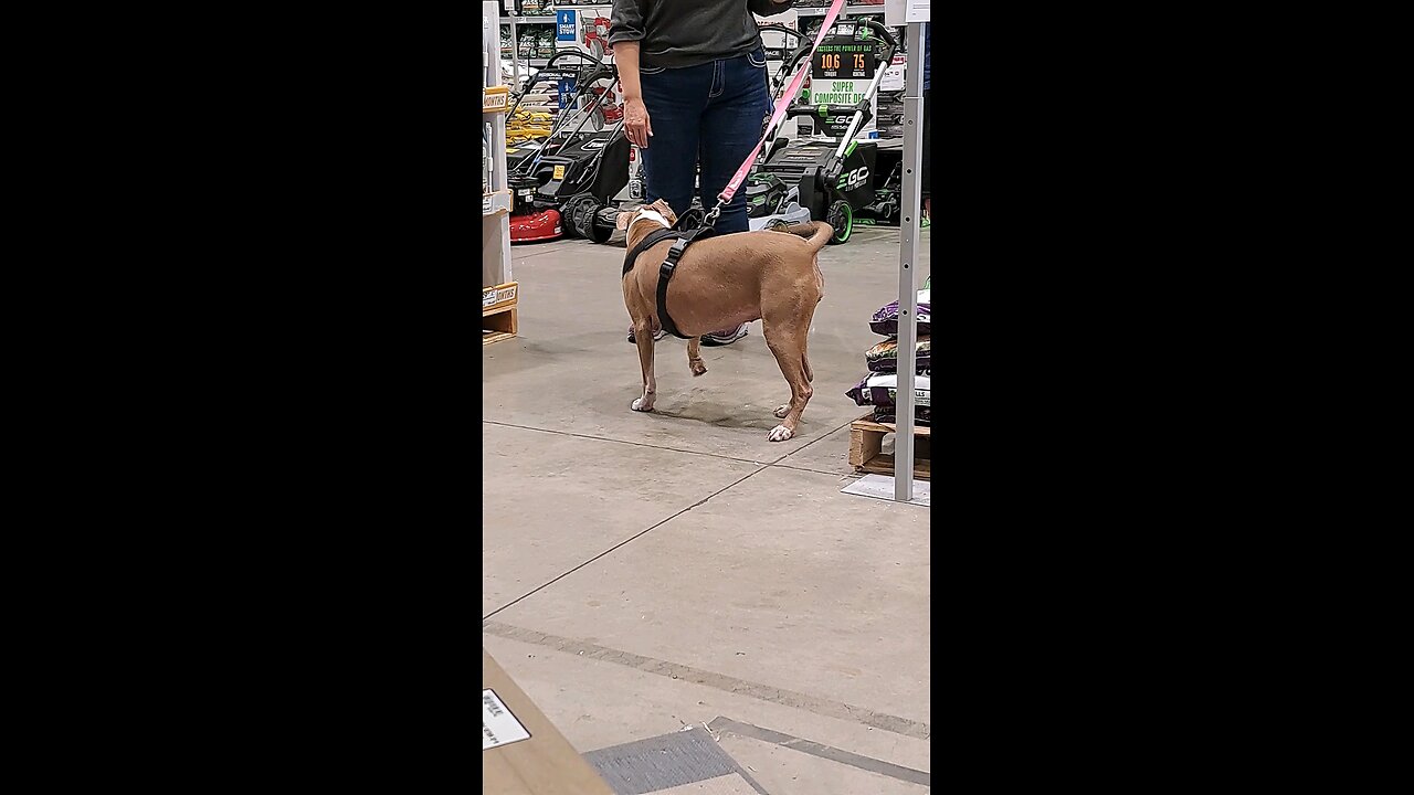 Pupper at Lowes