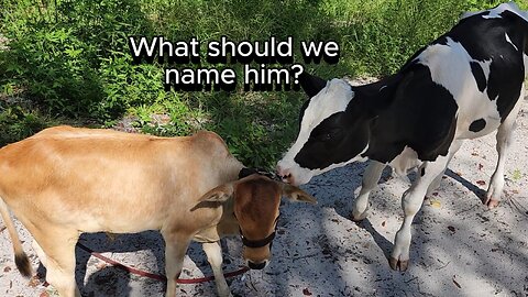 Bringing a Young Bull to Our Sacred Grove – He Needs a Name!