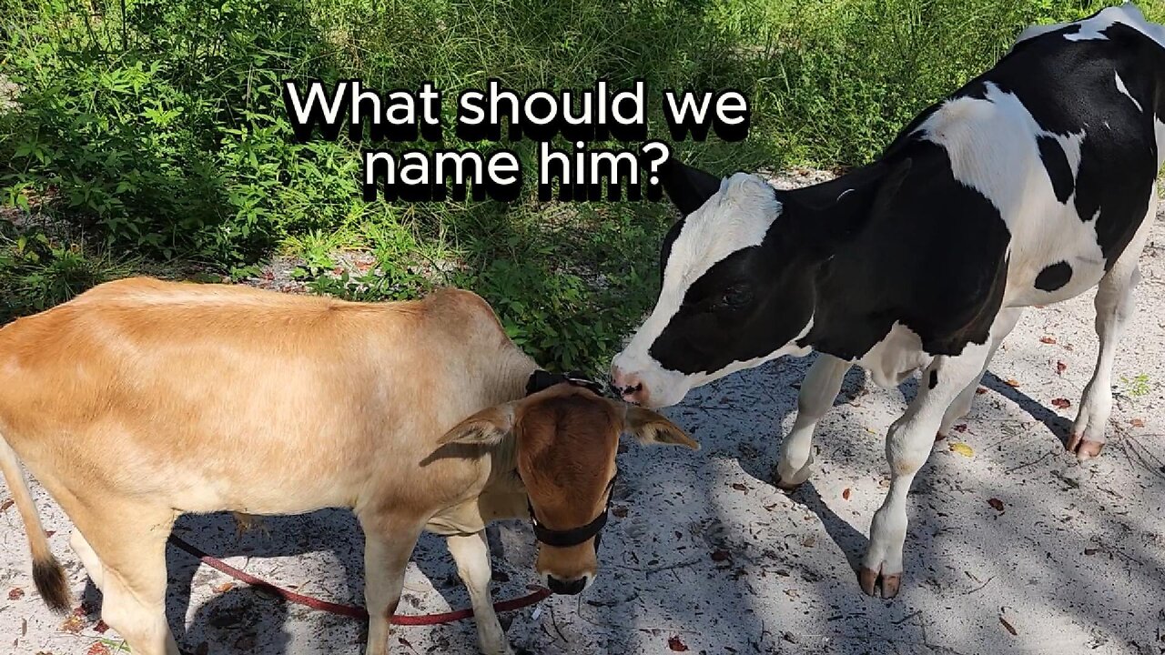 Bringing a Young Bull to Our Sacred Grove – He Needs a Name!