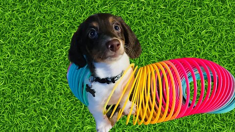 Dog Stuck in a Slinky