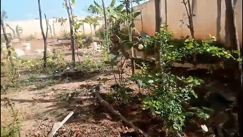 Garden with mini river and mini dam #Trump #ElonMusk #TrumpvsElonMusk #Trending #news #vlogs #memes