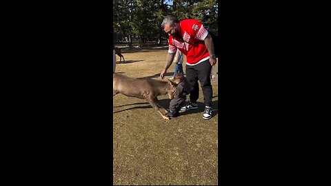 "Deer Attacks Baby While Feeding in the Park – Shocking Moment!"