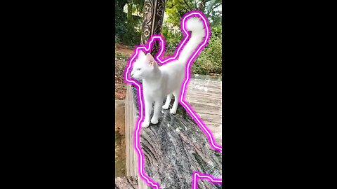 My Cat turns Super saiyan