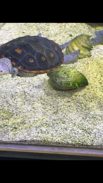 Turtles at the Clearwater Marine Aquarium