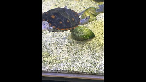 Turtles at the Clearwater Marine Aquarium