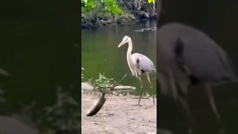 Unlikely Hero- Bird Saves Fish Instead of Eating