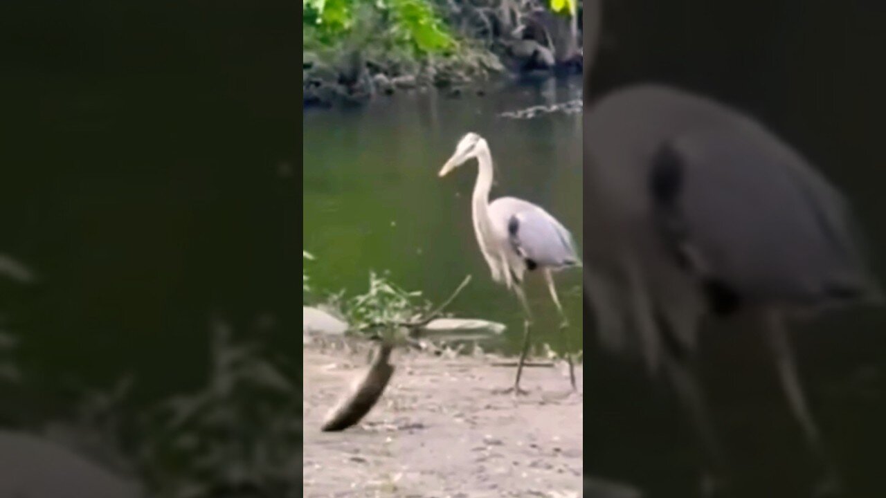 Unlikely Hero- Bird Saves Fish Instead of Eating
