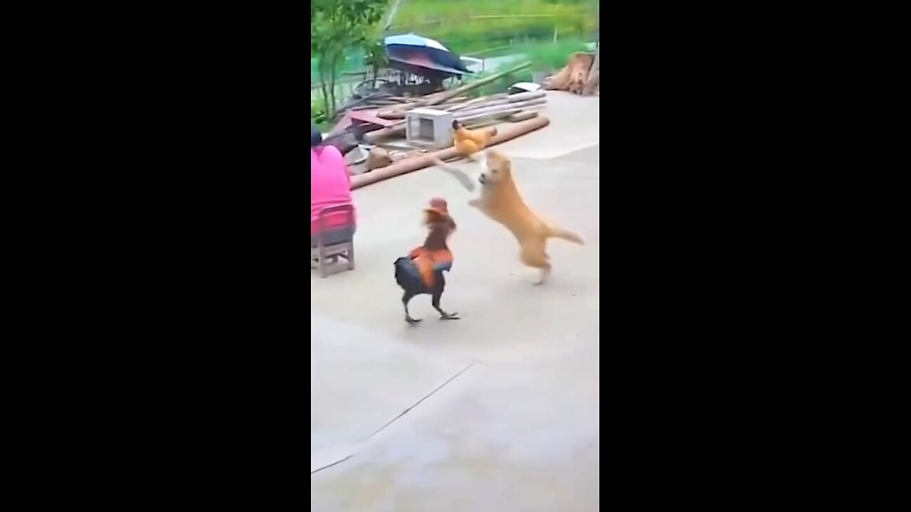 Dog and rooster fight