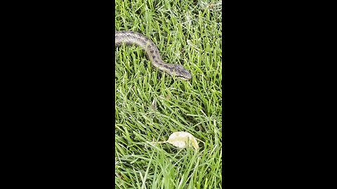 The Serpent Tempter