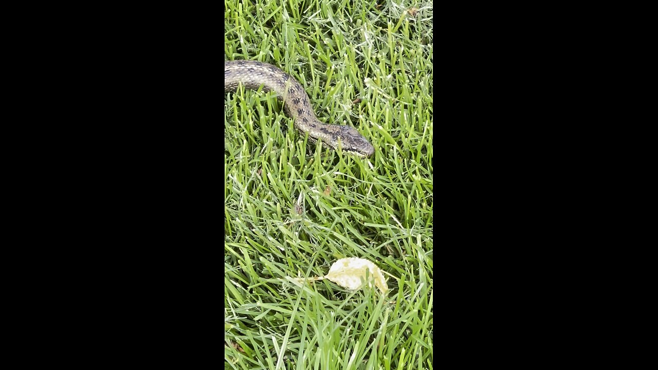 The Serpent Tempter