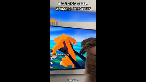 Funny videos
