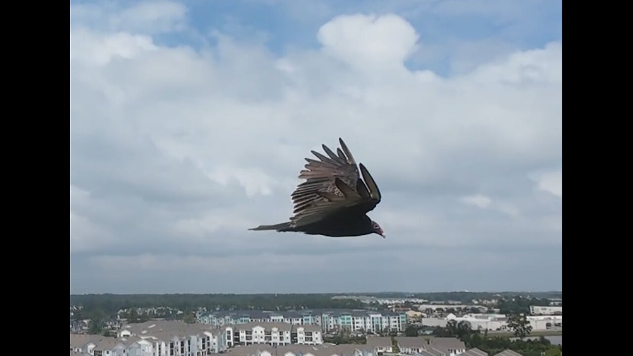 🦅 Can't Touch This - MC Hammer 🦅