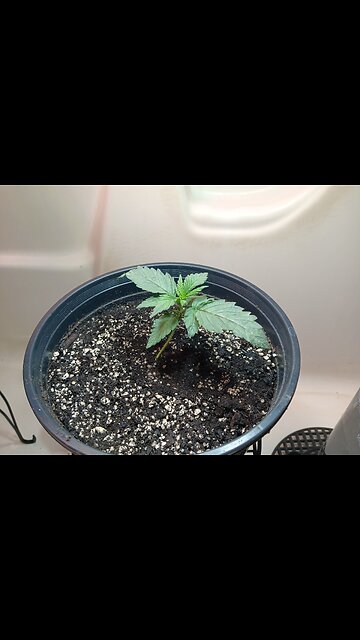 Fruity pebbles week 2 day 1