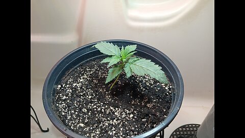 Fruity pebbles week 2 day 1