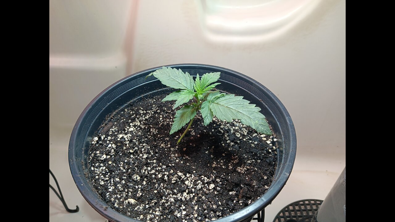 Fruity pebbles week 2 day 1