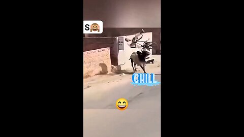 Cow Attacks Old Man on Bicycle – Funniest Video You'll See Today! 😂💥