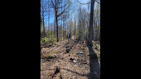 Giant Tree removal
