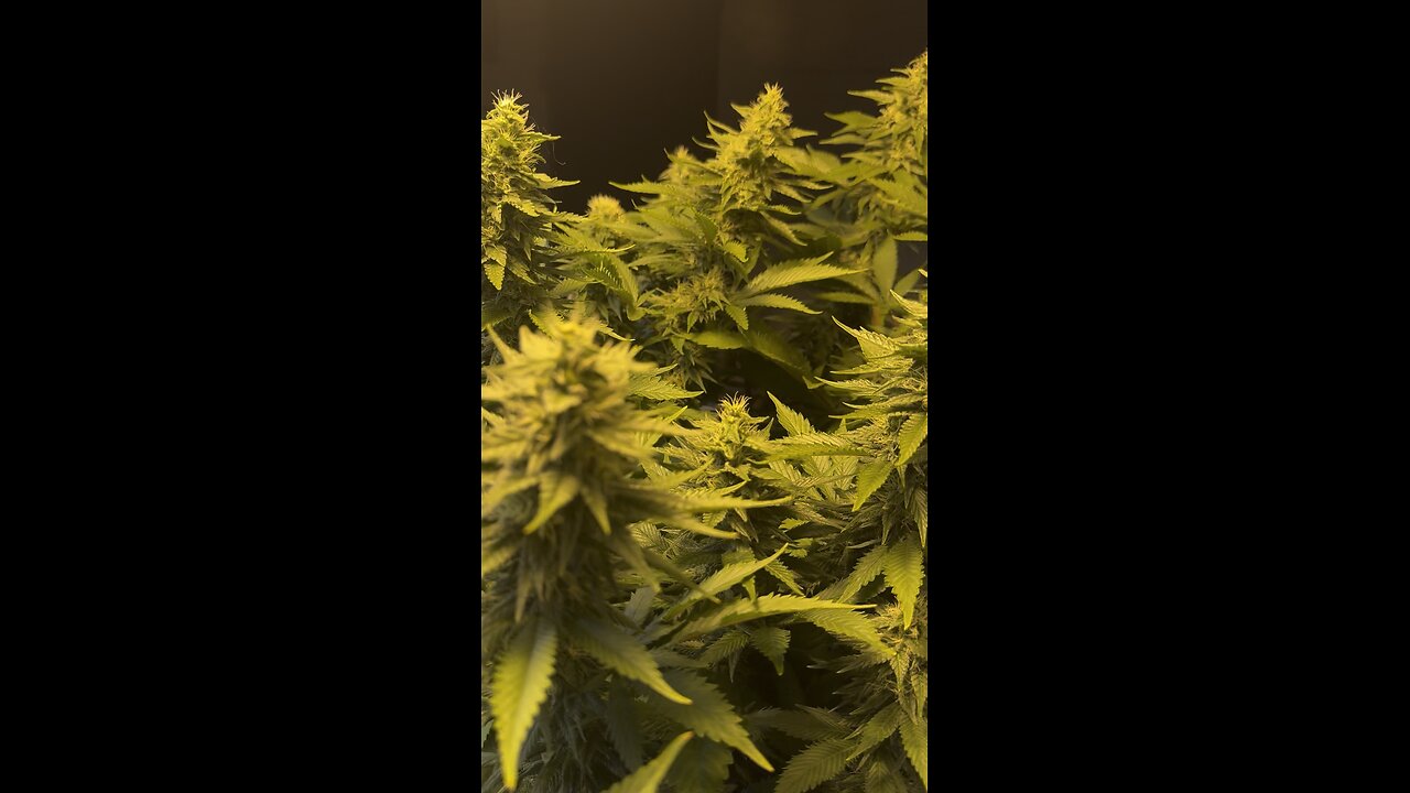 Half way