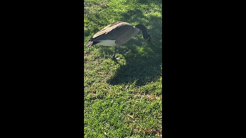 Canada Goose 🪿 #canadagoose #followme #shorts #viral #trending #goose