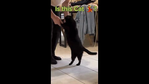 Is this cat dancing? #animals #cute #cats #dancingcat