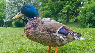 Mr. Scruffy Mallard Duck Drake in Early Summer