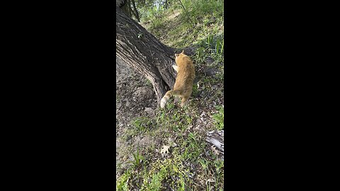Cat in nature.