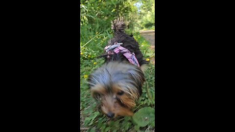 cute yorkie puppy