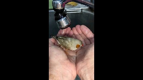 Finch