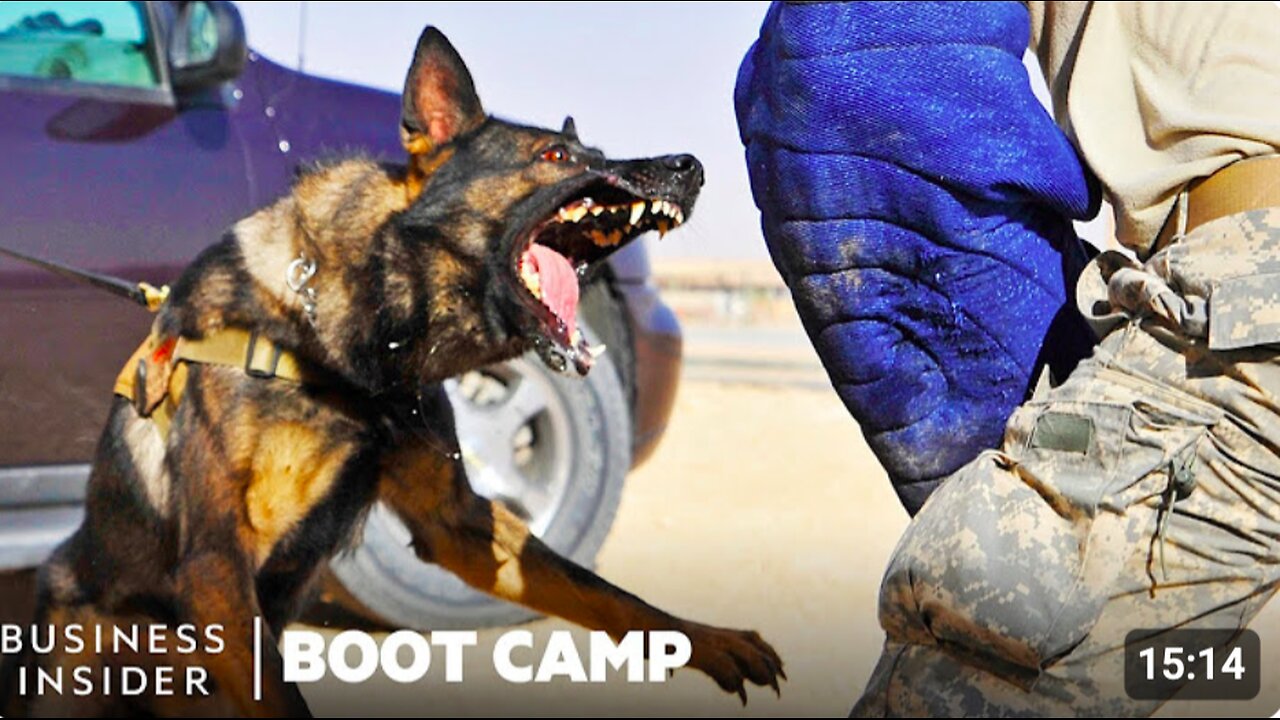 How Military Dogs Are Trained | Boot Camp | Business Insider