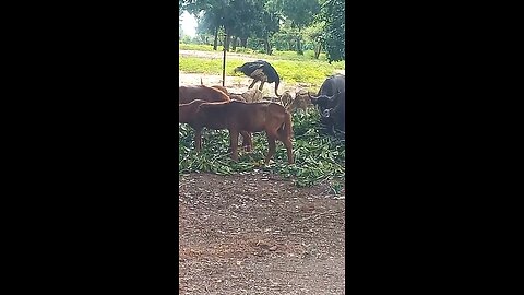 Srilanka animal Amazing Video 😲🥰 #shorts #animals #trending