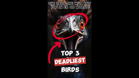 Top 3 deadliest birds