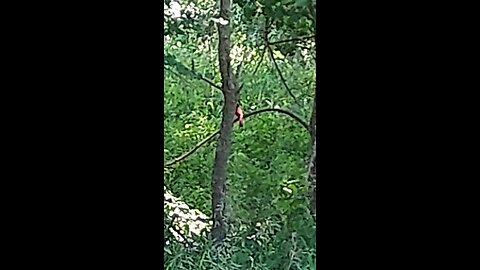 Cardinal