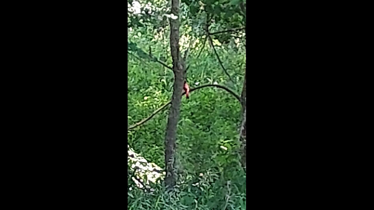 Cardinal
