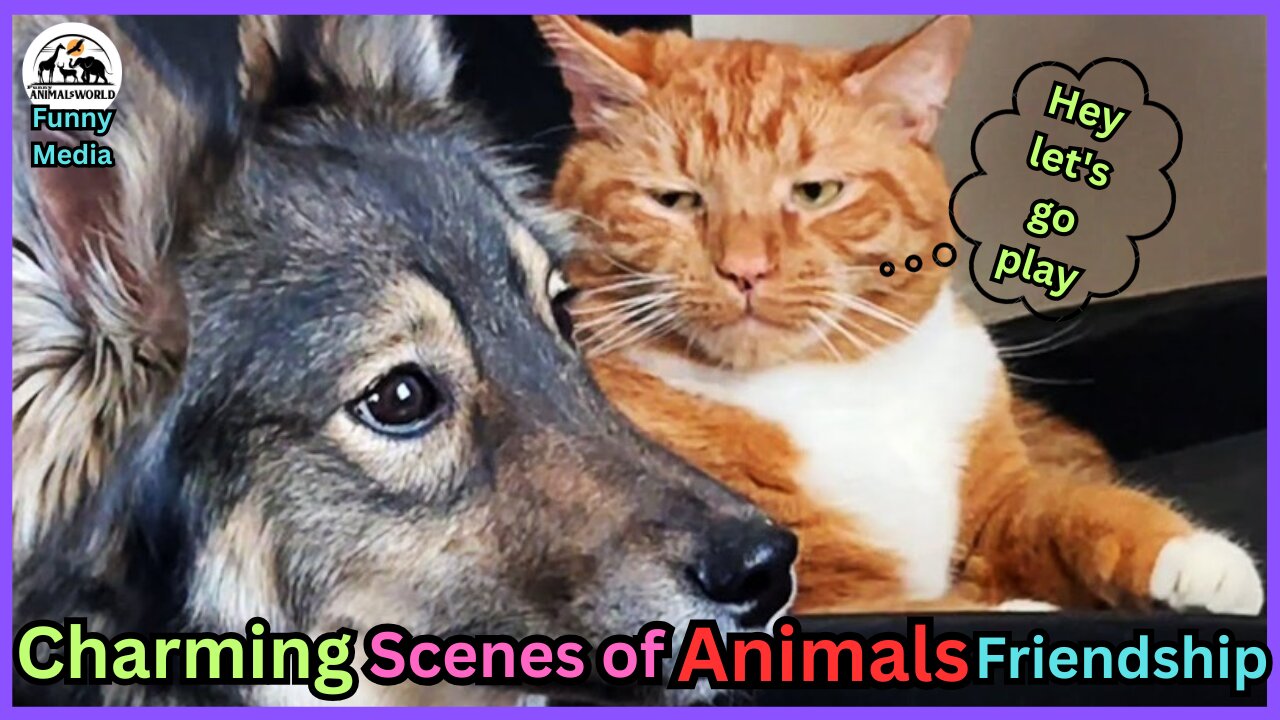 FUNNIEST Pets of 2024 ! 🤣 TOP Videos of the YEAR