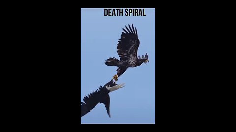 Eagle's Deadly Dance
