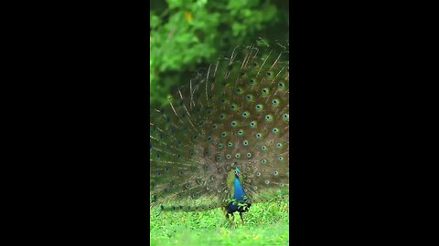 sir lankan wild