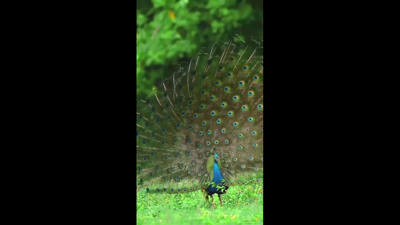 sir lankan wild