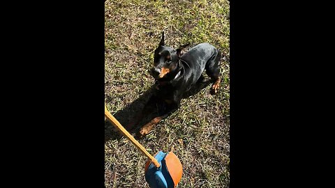 Doberman Sneak Attack: Vader Almost Steals the Rope Fetch