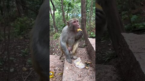 Eat 3 bread monkeys in a row